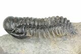 Detailed Crotalocephalina Trilobite Fossil - Atchana, Morocco #383415-1